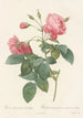 Rosa Reclinata Flore Submultiplici - Pierre Joseph Redouté — artwork view