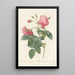 Rosa Reclinata Flore Submultiplici - Pierre Joseph Redouté — framed artwork on a wall