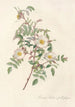 Rosa Redutea Glauca - Pierre Joseph Redouté — artwork view