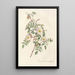 Rosa Redutea Glauca - Pierre Joseph Redouté — framed artwork on a wall
