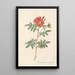Rosa Redutea Rubescens - Pierre Joseph Redouté — framed artwork on a wall
