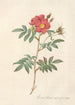 Rosa Redutea Rubescens - Pierre Joseph Redouté — artwork view