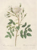 Rosa rosenbergiana - Pierre Joseph Redouté | Painting — artwork view