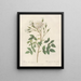 Rosa rosenbergiana - Pierre Joseph Redouté | Painting — framed artwork on a wall