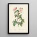 Rosa Rubifolia - Pierre Joseph Redouté — framed artwork on a wall