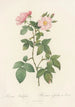 Rosa Rubifolia - Pierre Joseph Redouté — artwork view