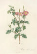 Rosa Rubiginosa Aculeatissima - Pierre Joseph Redouté — artwork view