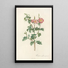 Rosa Rubiginosa Aculeatissima - Pierre Joseph Redouté — framed artwork on a wall
