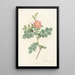 Rosa Rubiginosa Cretica - Pierre Joseph Redouté — framed artwork on a wall