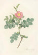 Rosa Rubiginosa Cretica - Pierre Joseph Redouté — artwork view