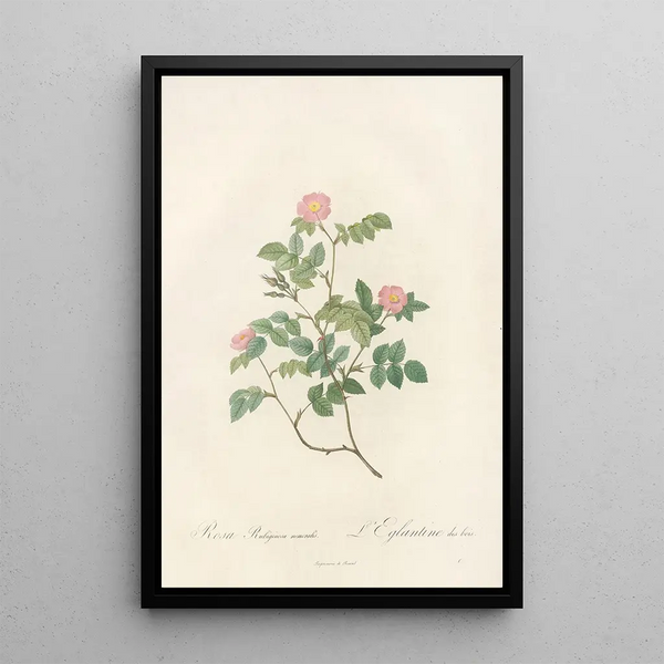 Rosa Rubiginosa Nemoralis - Pierre Joseph Redouté — framed artwork on a wall