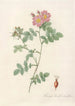 Rosa Rubiginosa Triflora - Pierre Joseph Redouté — artwork view