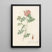 Rosa Rubiginosa Triflora - Pierre Joseph Redouté — framed artwork on a wall