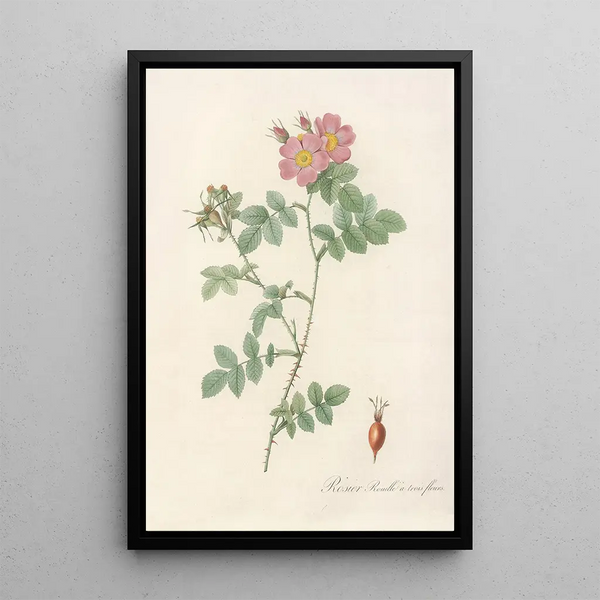 Rosa Rubiginosa Triflora - Pierre Joseph Redouté — framed artwork on a wall