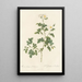 Rosa Rubiginosa Vaillantiana - Pierre Joseph Redouté — framed artwork on a wall