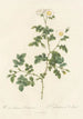Rosa Rubiginosa Vaillantiana - Pierre Joseph Redouté — artwork view