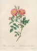 Rosa Rubiginosa Zabeth - Pierre Joseph Redouté — artwork view