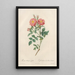 Rosa Rubiginosa Zabeth - Pierre Joseph Redouté — framed artwork on a wall