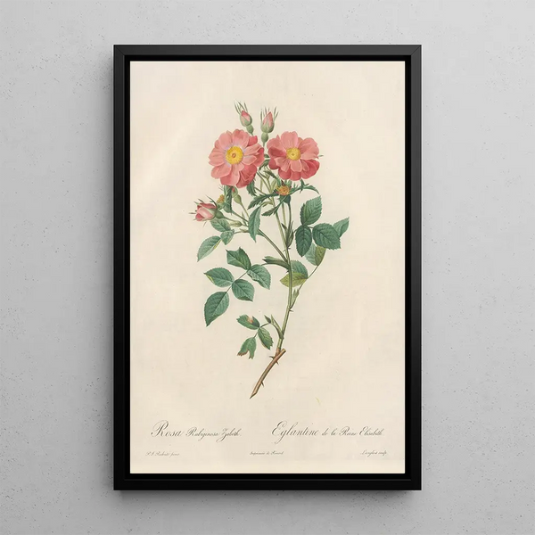 Rosa Rubiginosa Zabeth - Pierre Joseph Redouté — framed artwork on a wall