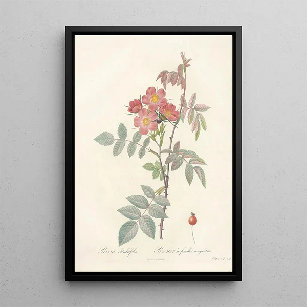 Rosa Rubrifolia - Pierre Joseph Redouté — framed artwork on a wall