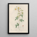 Rosa SemperVirens Globosa - Pierre Joseph Redouté — framed artwork on a wall