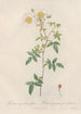 Rosa SemperVirens Globosa - Pierre Joseph Redouté — artwork view