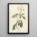 Rosa Sempervirens Latifolia - Pierre Joseph Redouté — framed artwork on a wall