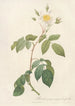 Rosa Sempervirens Latifolia - Pierre Joseph Redouté — artwork view