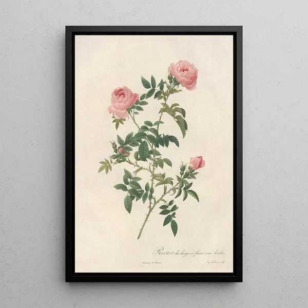 Rosa Sepium Flore Submultiplici - Pierre Joseph Redouté — framed artwork on a wall