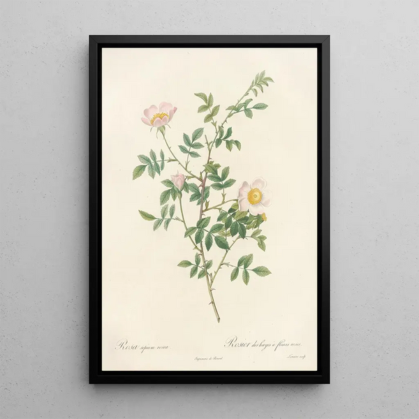 Rosa Sepium Rosea - Pierre Joseph Redouté — framed artwork on a wall