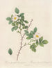 Rosa spinulifolia dematratiana - Pierre Joseph Redouté — artwork view