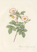 Rosa Stylosa - Pierre Joseph Redouté — artwork view