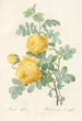 Rosa Sulfurea - Pierre Joseph Redouté — artwork view
