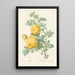 Rosa Sulfurea - Pierre Joseph Redouté — framed artwork on a wall