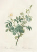 Rosa Tomentosa - Pierre Joseph Redouté — artwork view