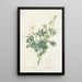 Rosa Tomentosa - Pierre Joseph Redouté — framed artwork on a wall