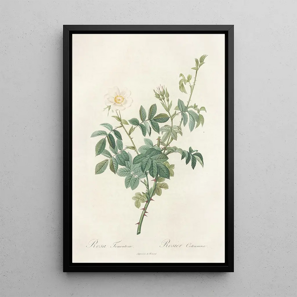 Rosa Tomentosa - Pierre Joseph Redouté — framed artwork on a wall