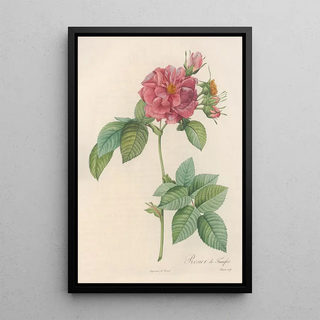 Pierre Joseph Redout - Rosa Turbinata.webp