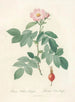 Rosa villosa pomifera - Pierre Joseph Redouté — artwork view
