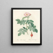 Rosa villosa pomifera - Pierre Joseph Redouté — framed artwork on a wall