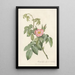 Rosa Villosa Therebenthina - Pierre Joseph Redouté — framed artwork on a wall