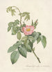 Rosa Villosa Therebenthina - Pierre Joseph Redouté — artwork view