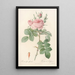 Rosa bifera Officinalis - Pierre Joseph Redouté — framed artwork on a wall