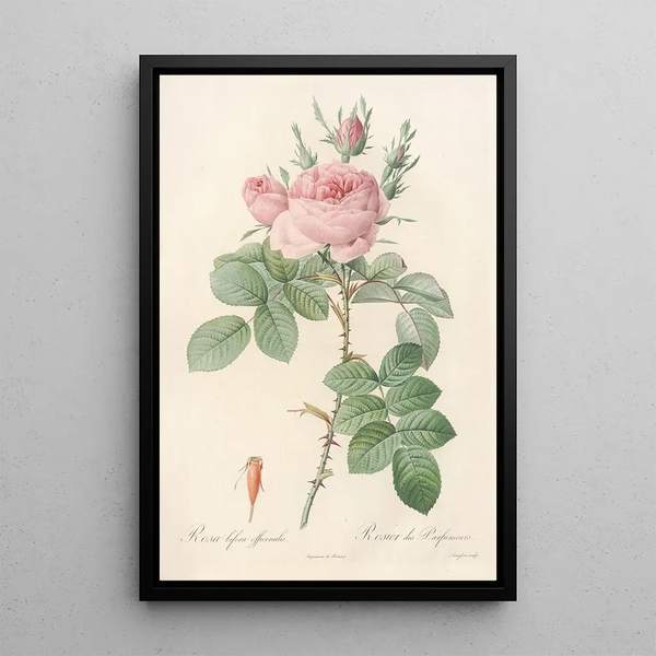 Rosa bifera Officinalis - Pierre Joseph Redouté — framed artwork on a wall