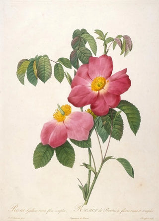 Pierre Joseph Redout - Rosier de Provinsi a fleurs roses et simples from La Couronne Des Roses.webp