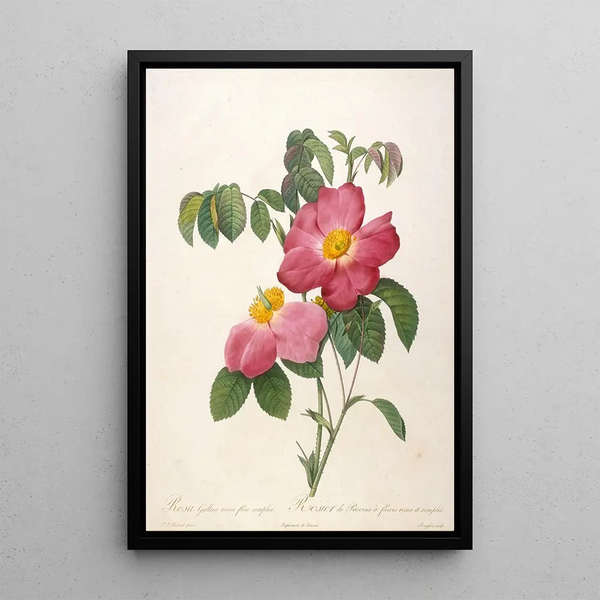 Rosier de Provinsi with pink and simple flowers from La Couronne Des Roses - Pierre Joseph Redouté — framed artwork on a wall