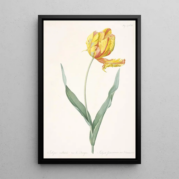 Tulipa gesneriana var dracontia Parrot Tulip - Pierre Joseph Redouté — framed artwork on a wall