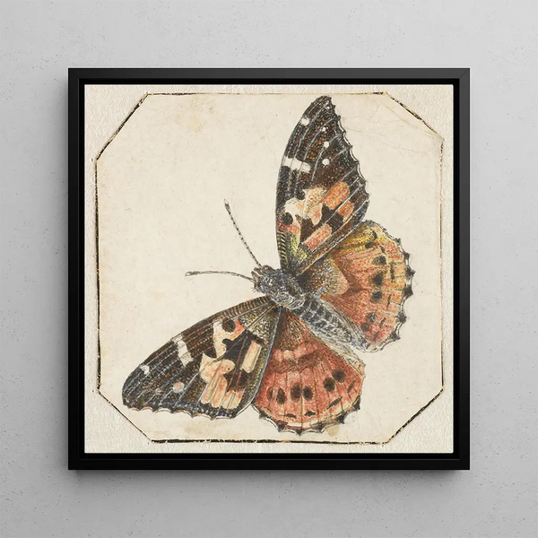 Butterfly of thistle Vanessa cardui - Pieter Barbiers — framed artwork on a wall