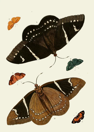 Pieter Cramer - De uitlandsche kapellen voorkomende in de drie waerelddeelen Asia Africa en America pl01.webp