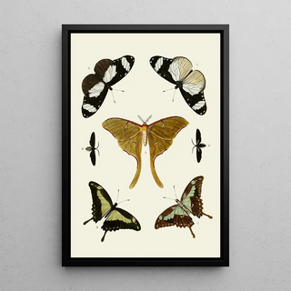 Pieter Cramer - De uitlandsche kapellen voorkomende in de drie waerelddeelen Asia Africa en America pl02.webp